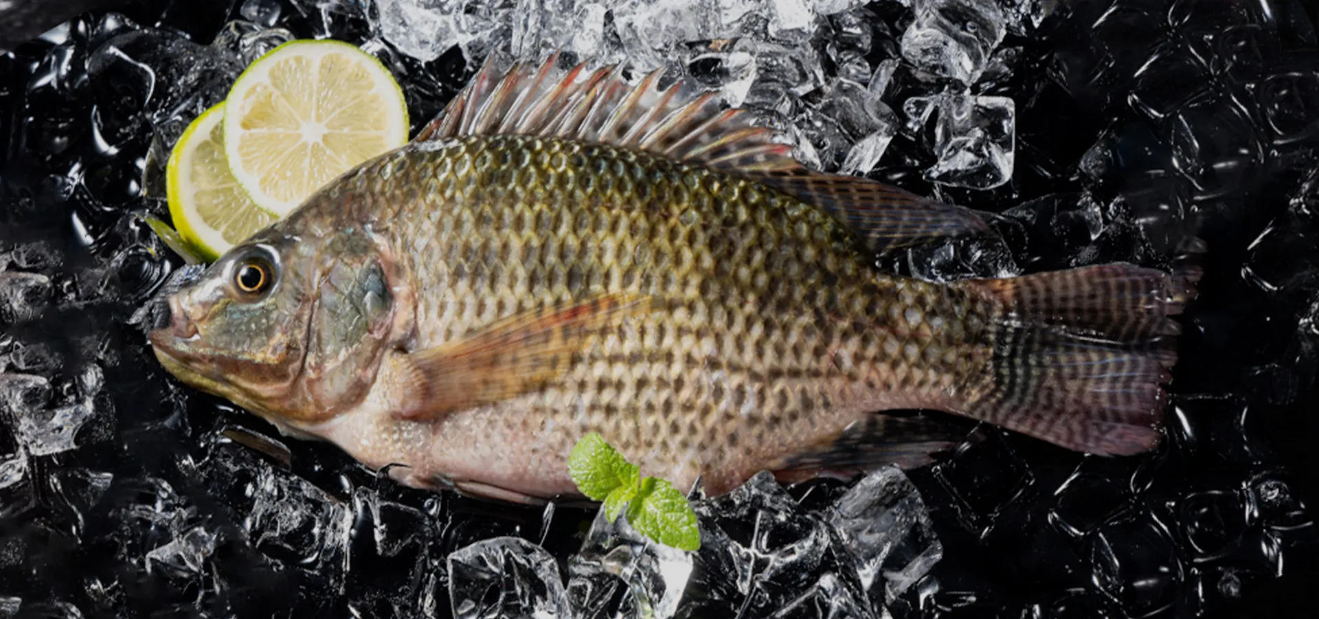 Presque fish
