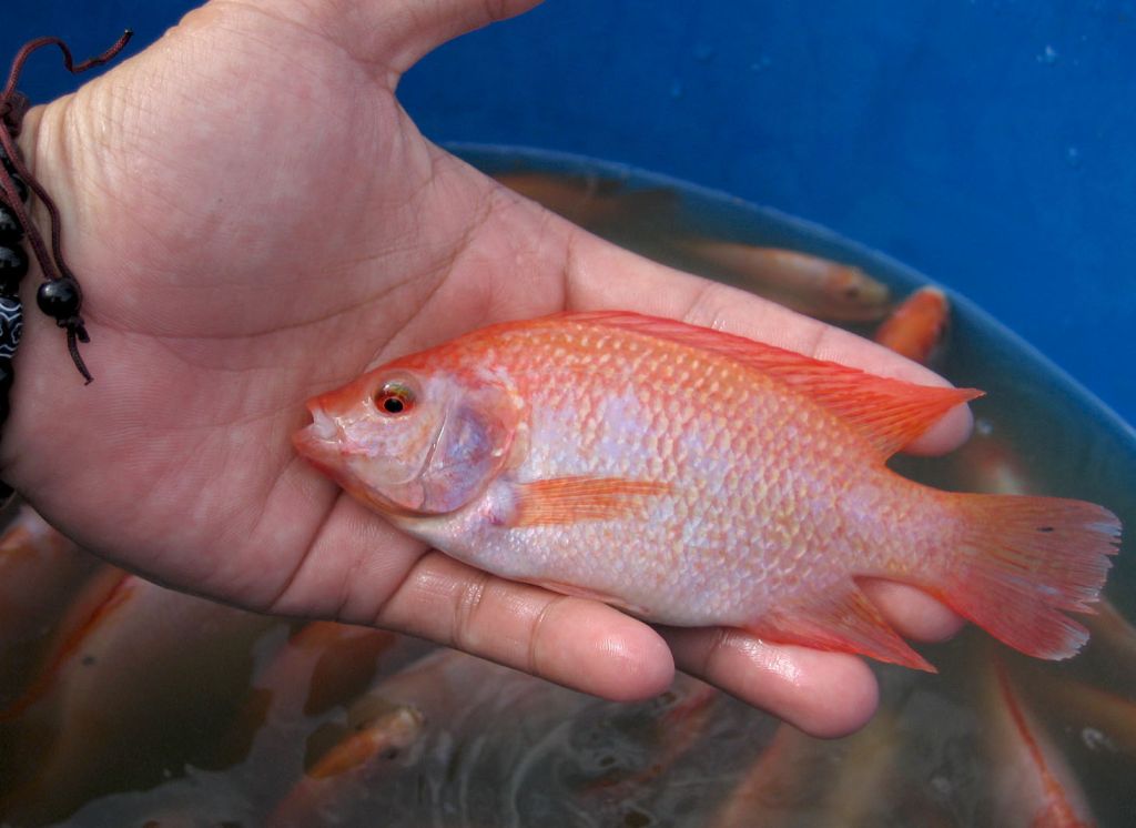 Sea bass