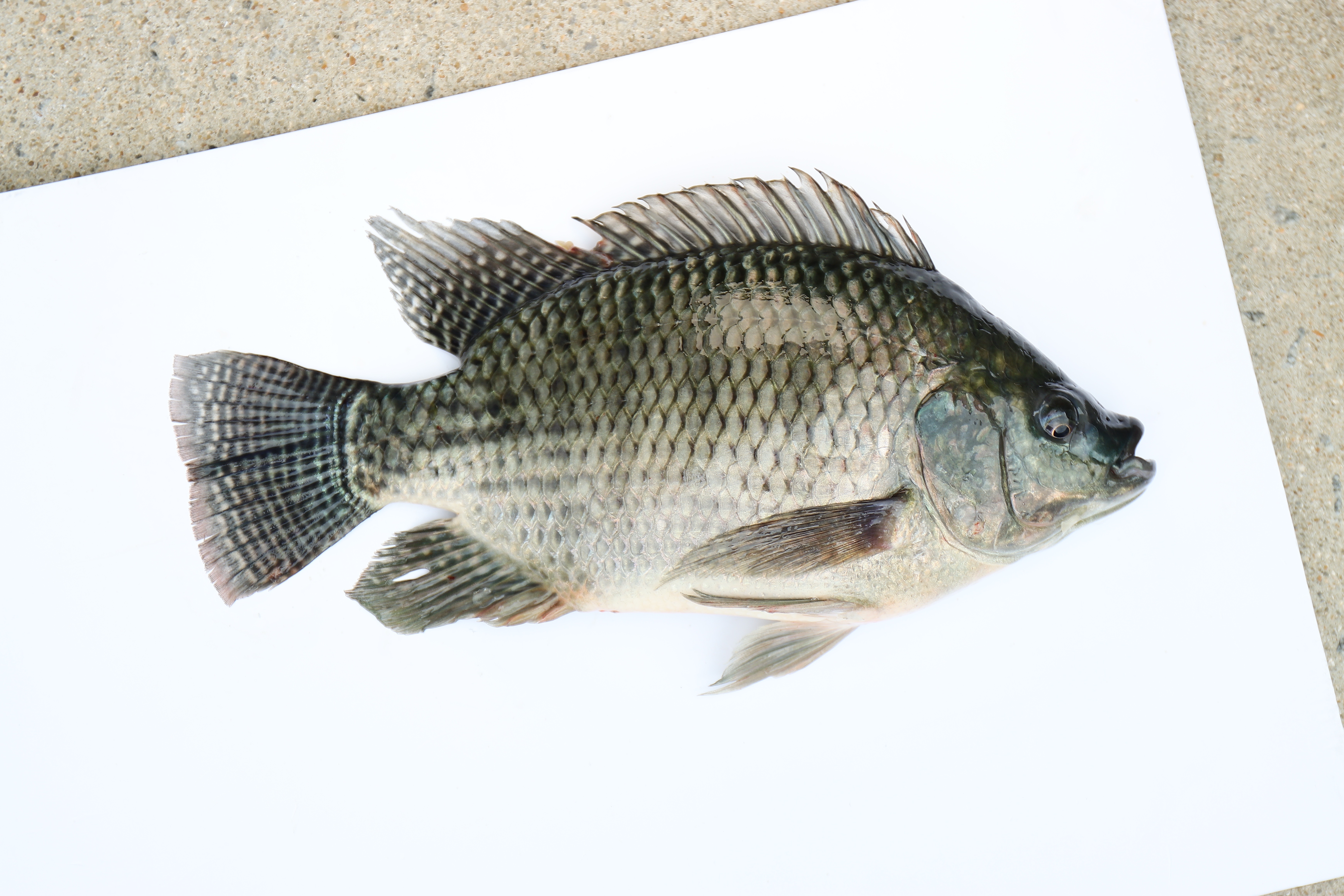 Black Tilapia Wholesale Supplier | Frozen Whole Fish