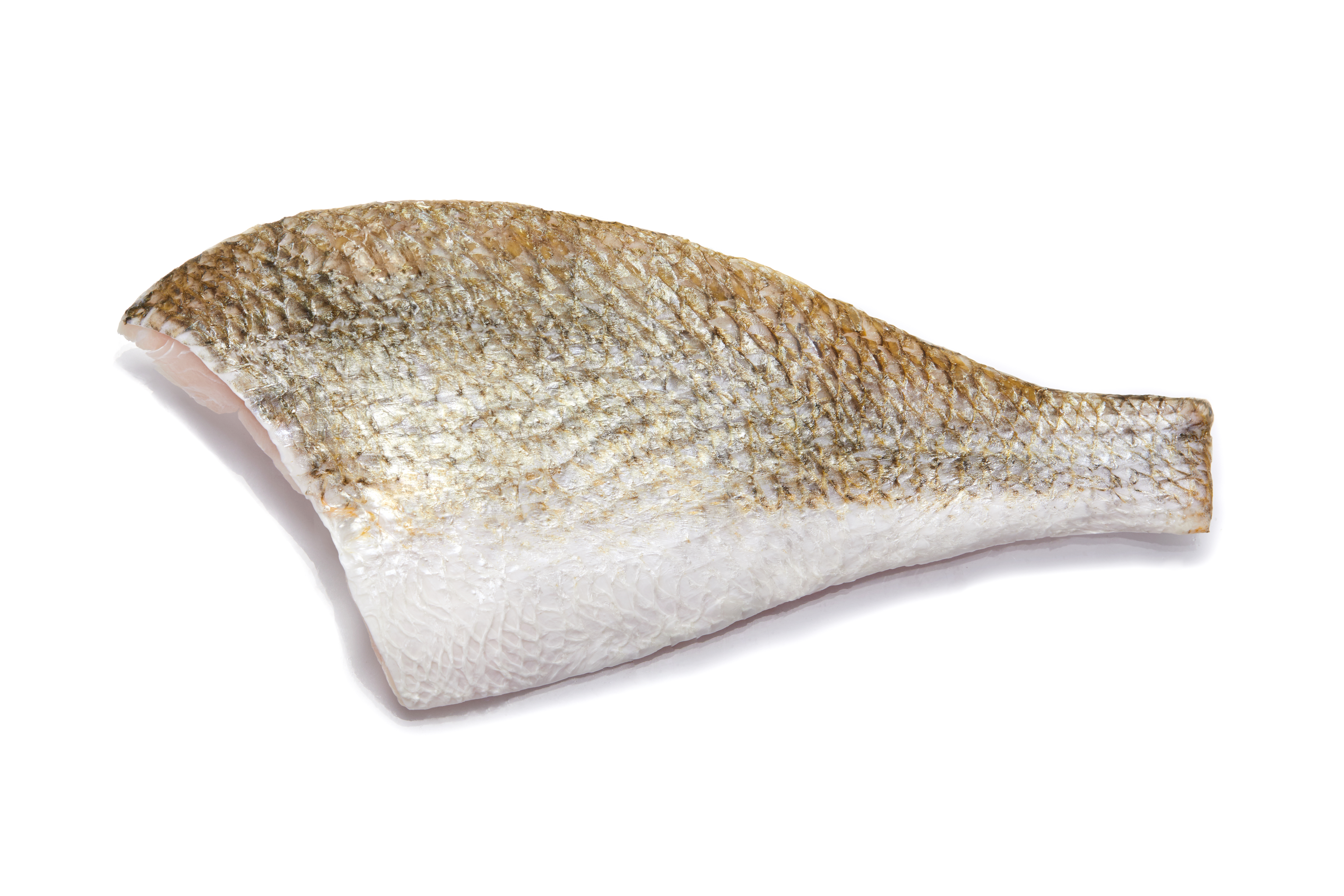 Red Drum Wholesale Supplier | Frozen Whole Fish