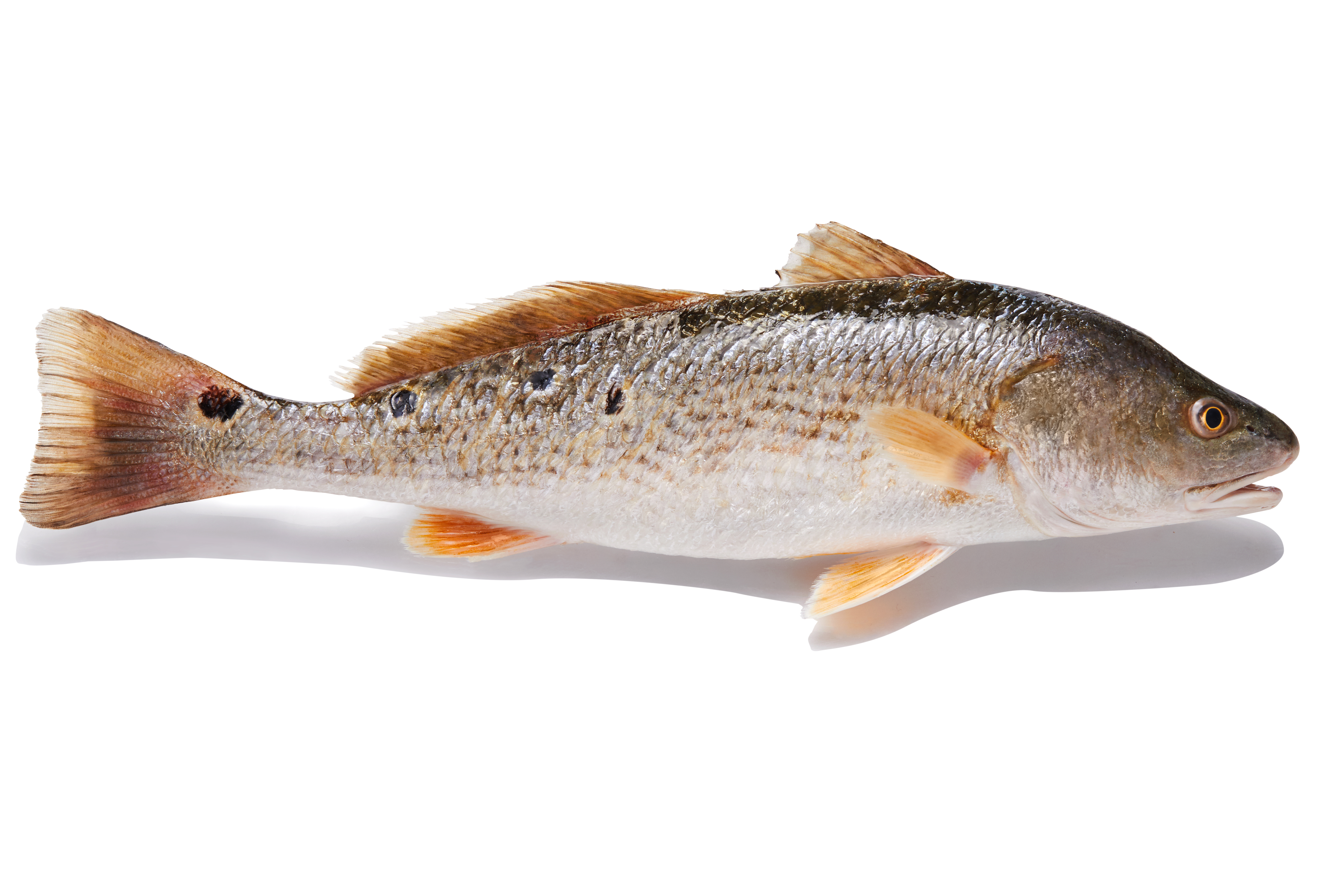 Red Drum Wholesale Supplier | Frozen Whole Fish