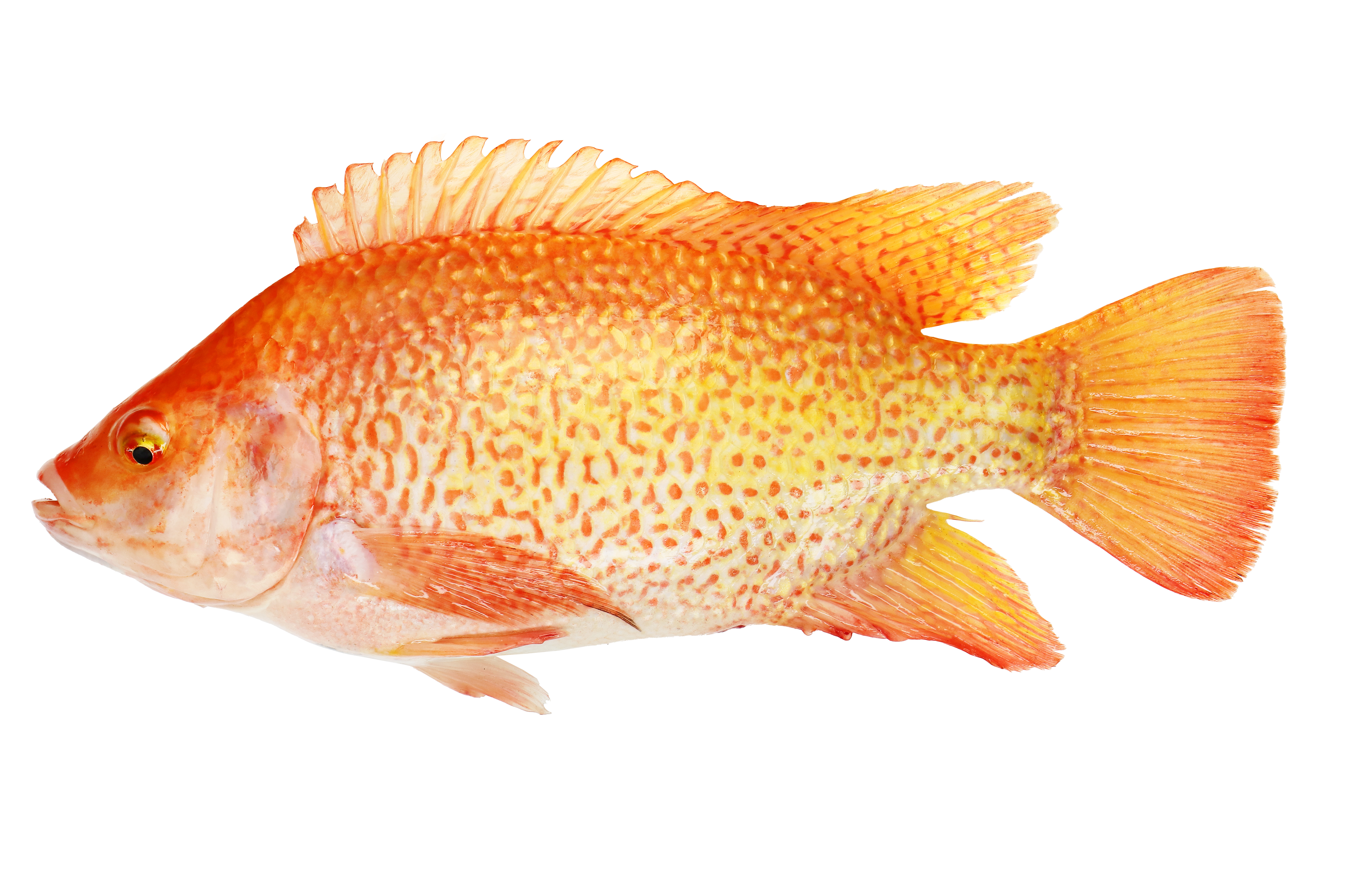 Red Tilapia Wholesale Supplier | Frozen Whole Fish