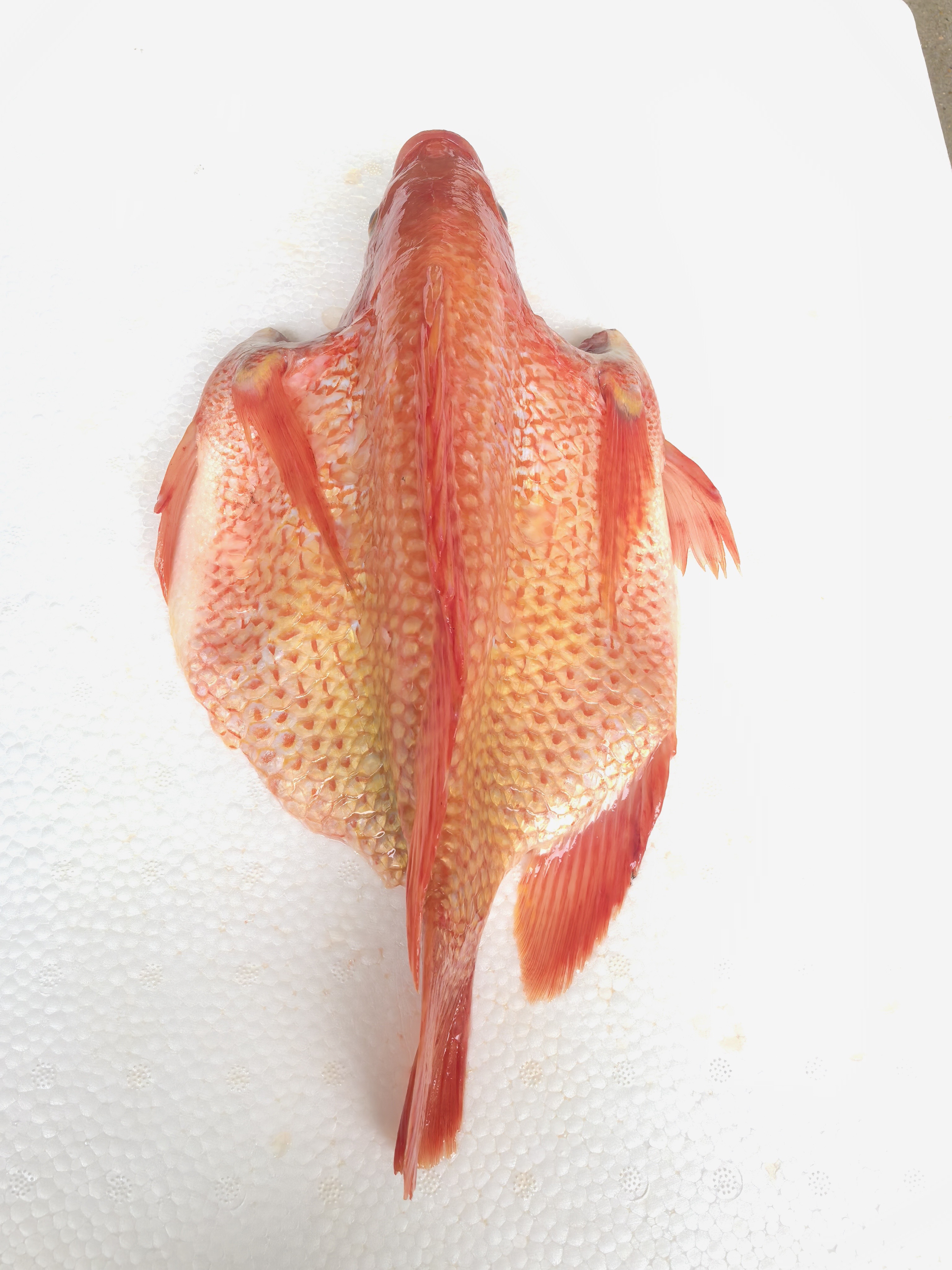 Red Tilapia Wholesale Supplier | Frozen Whole Fish