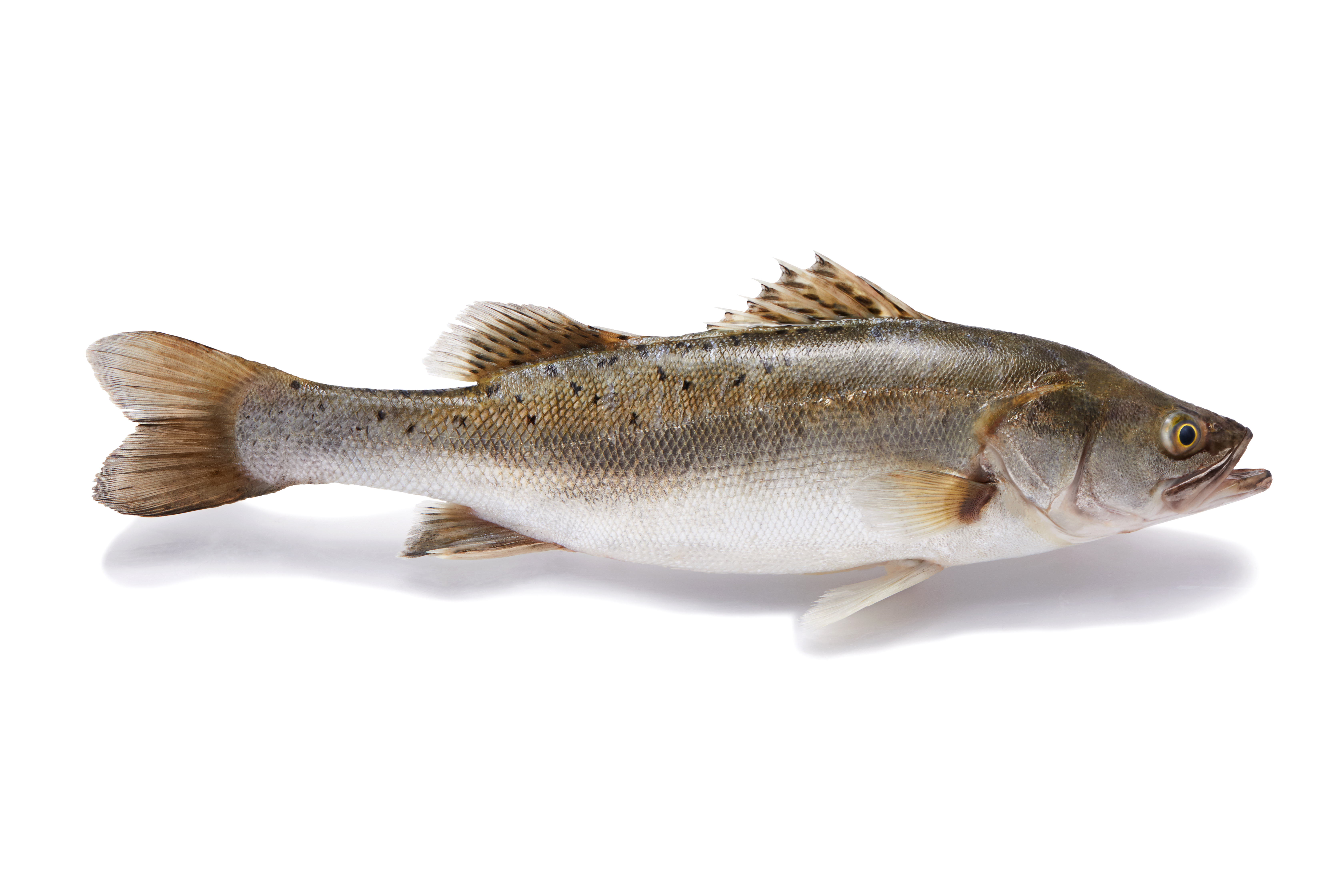 Sea bass