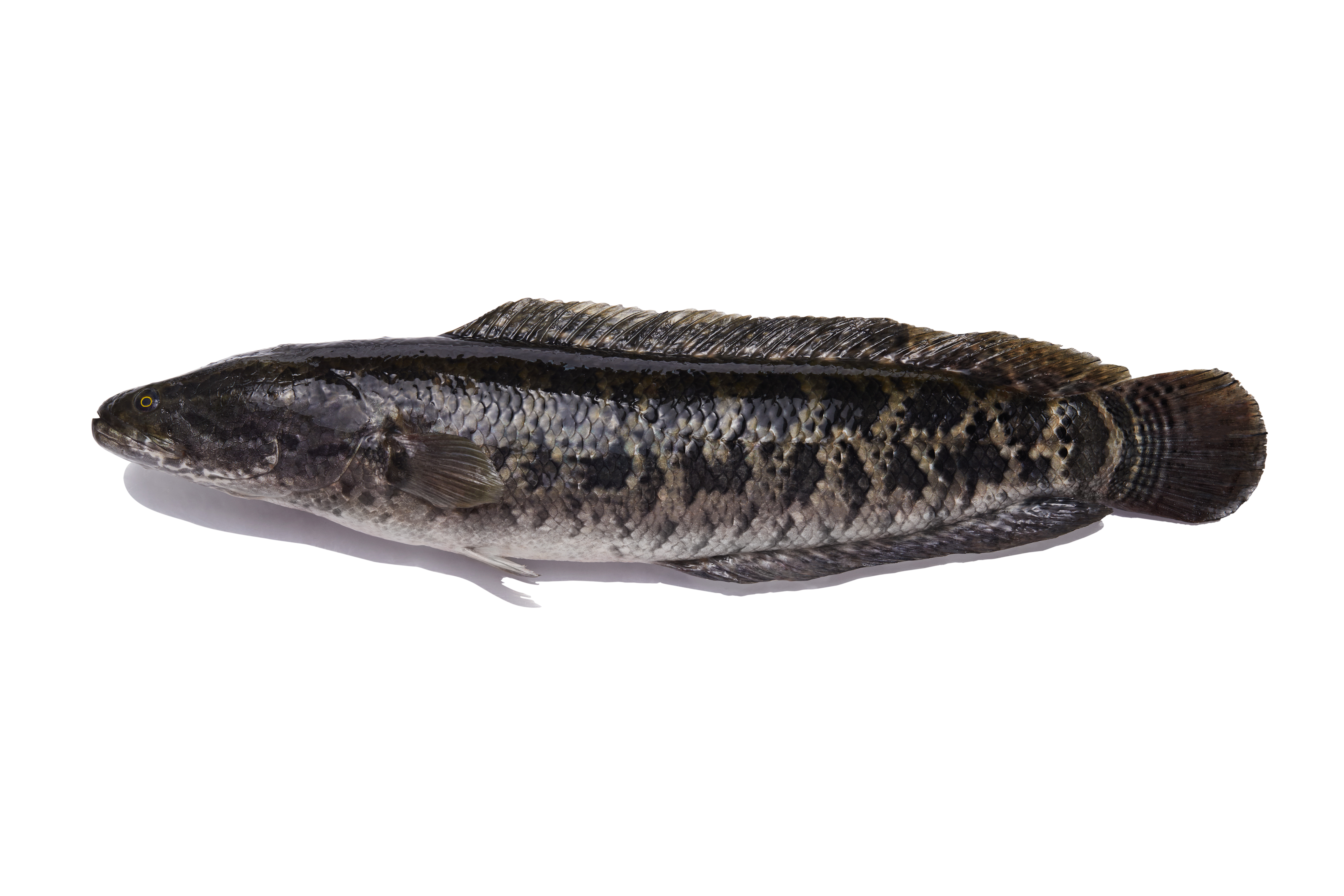 Snakehead Wholesale Supplier | Frozen Whole Fish
