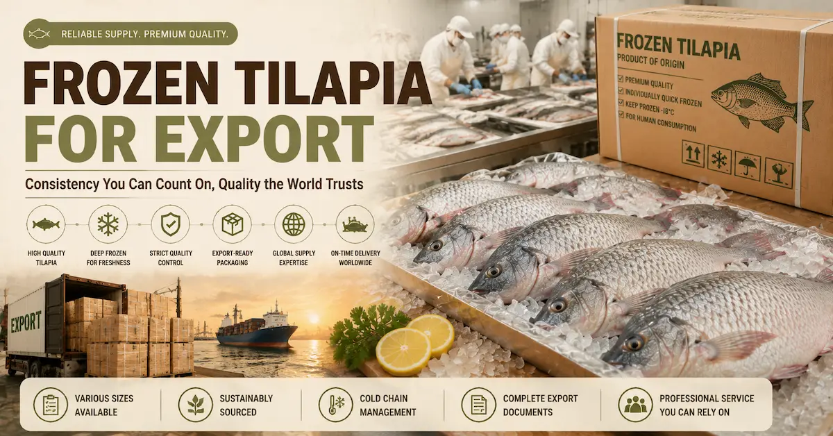 Frozen Tilapia for Export: A Complete Guide for Global Seafood Buyers