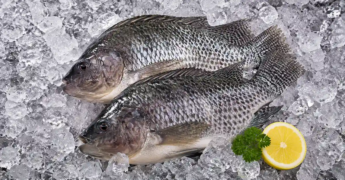 Frozen tilapia fish on ice